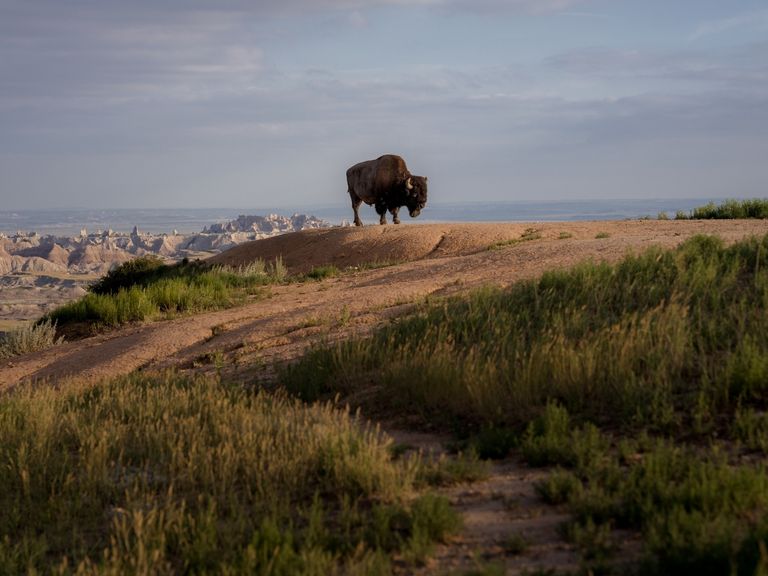 Wacht über sein Reich: ein einsamer Büffel in den Badlands in South Dakota Bison in den Badlands von South Dakota