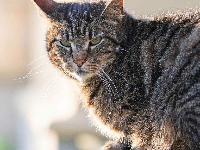 Katze auf Gut Saunstorf