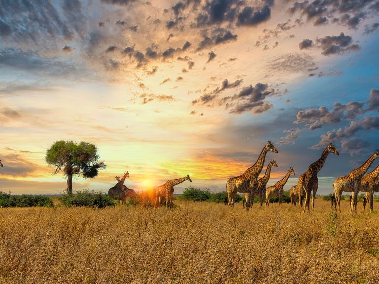 Giraffenherde in Tansania, Serengeti-Nationalpark