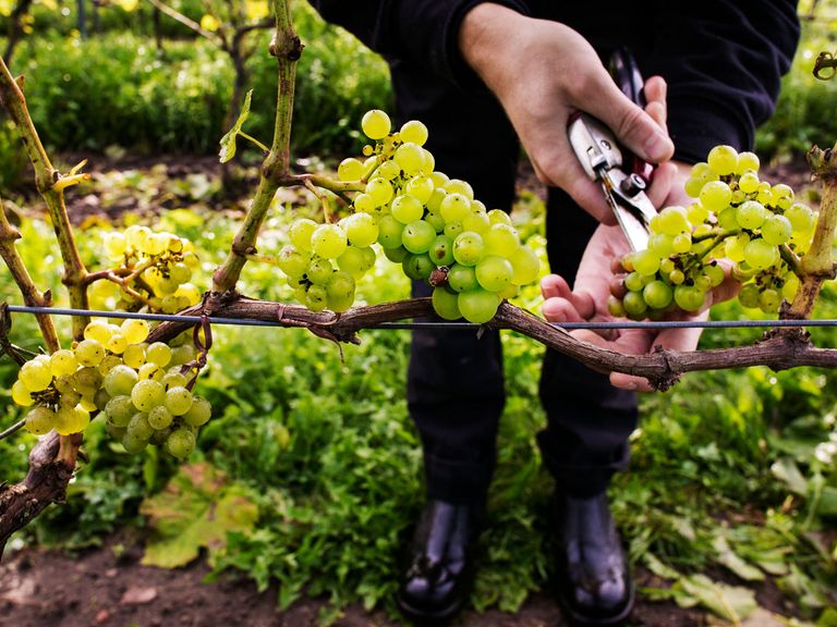 Weingut in Schweden, Winzer beschneidet Trauben