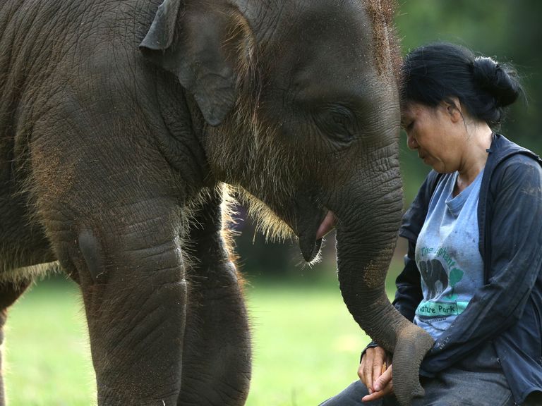 Lek Chailert mit Elefantenjungen, Thailand