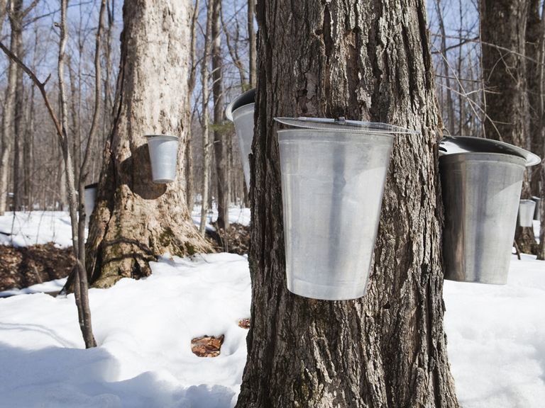 maple-syrup-kanadischer-ahornsirup