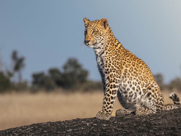 Leopard im Okavango-Delta, Botswana