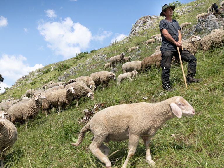 Schwäbische Alb: Wandern auf dem Albschäferweg. Schäfer Florian Feussner am Ipfelberg in Giengen an der Brenz