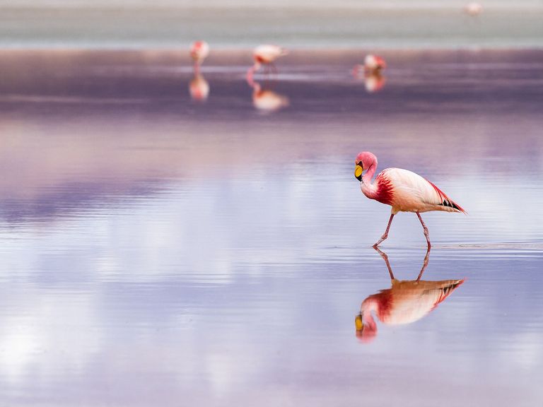 Flamingo in der Laguna Colorada, Bolivien