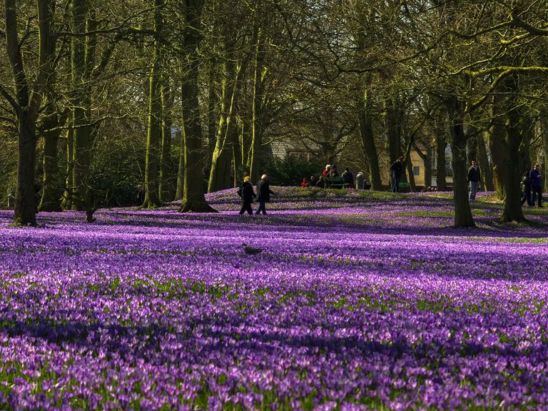 Krokusblüte in Husum