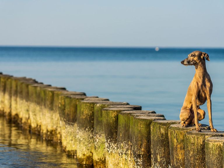 Hund am Strand an der Ostsee