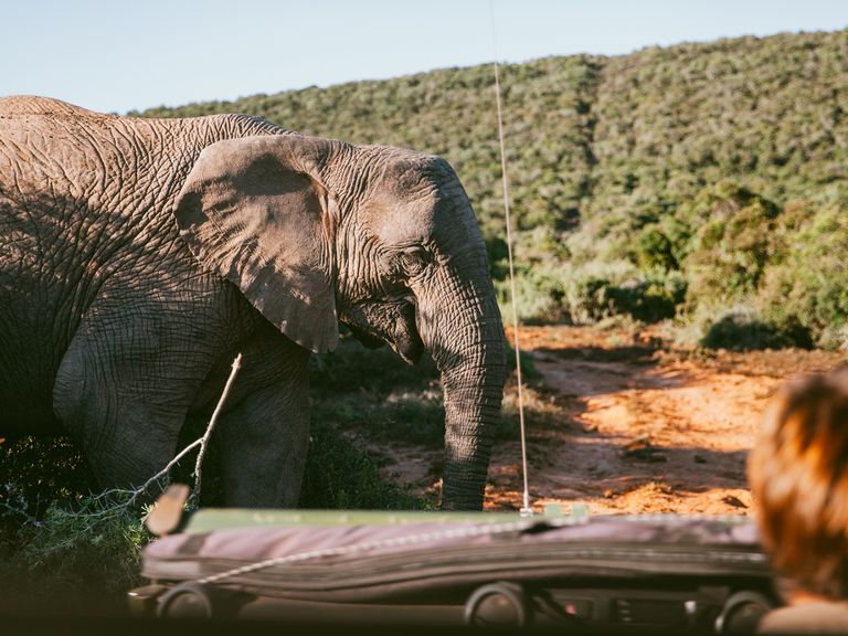 Elefant auf einer Safari in Südafrika