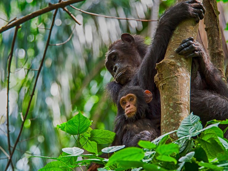 Das Verhalten der Schimpansen im Gombe Nationalpark wurde Jahrzehntelang studiert. Schimpanse mit Baby in Gombe Nationalpark, Tansania