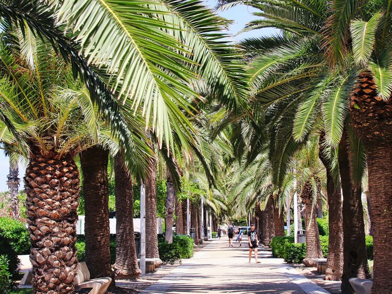 Palmen in Valencia