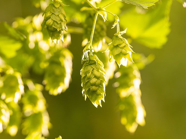 Hopfen