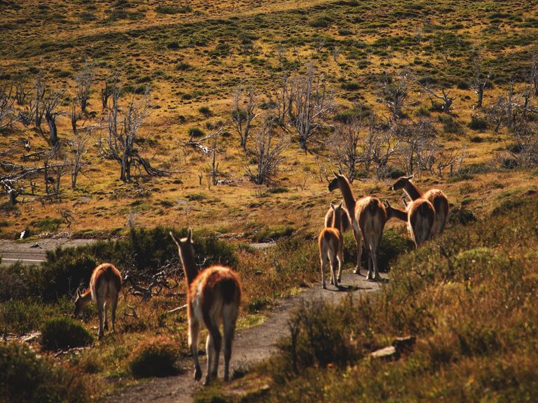 Patagonien