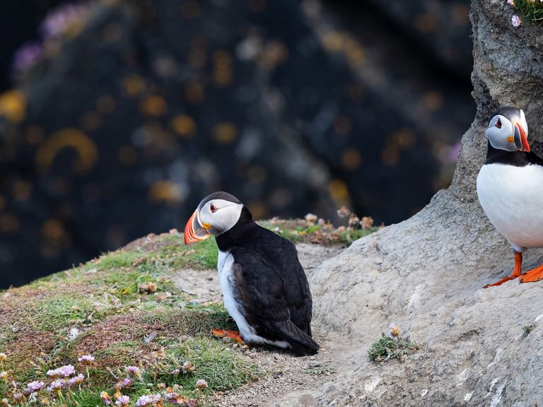 Shetlandinseln Papageientaucher Shetlandinseln Papageientaucher