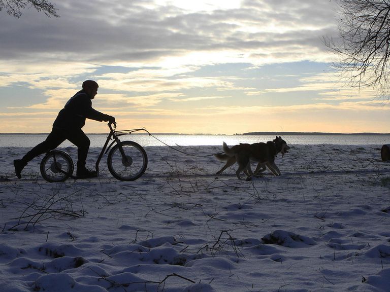 Hundeschlitten-Tour in Mecklenburg-Vorpommern Hundeschlitten-Tour in Mecklenburg-Vorpommern