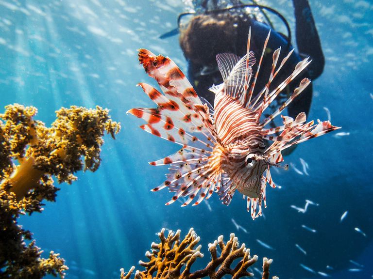 Sharm El Sheikh, Rotes Meer in Ägypten