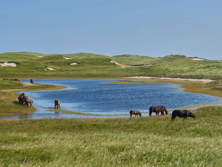 Auf Sable Island gibt es Wildpferde zu bestaunen. Wildpferde auf Sable Island, Wildtiere in Kanada