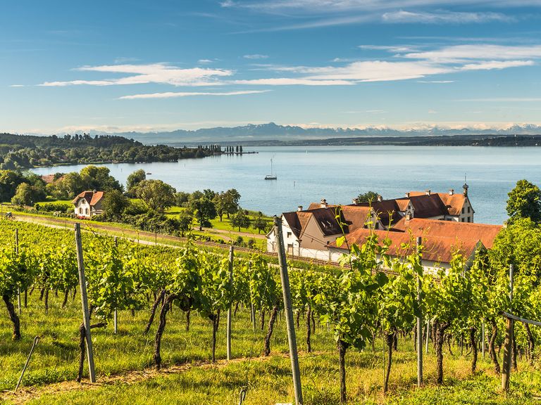 Rund um den Bodensee finden sich zahlreiche Weinberge und Rebsorten. Weinberge und Blick auf den Bodensee