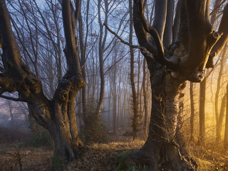 Kilian Schönberger ist leidenschaftlicher Naturfotograf und hat unter anderem dieses Foto gemacht. Buchen im Licht, Naturfoto von Kilian Schönberger