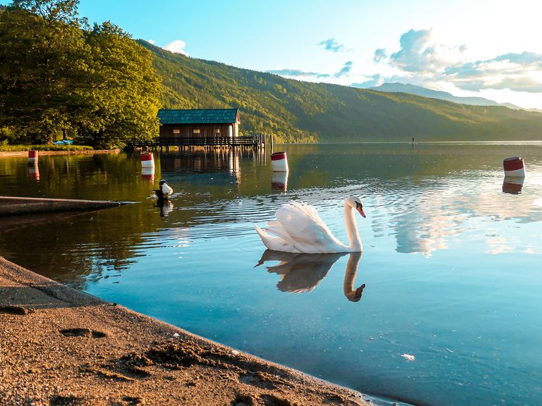 Kärnten lockt mit hübschen Seen und Naturlandschaften. Schwan auf dem Wörthersee, Südösterreich