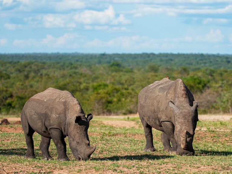 Nashörner im Matobo National Park, Simbabwe