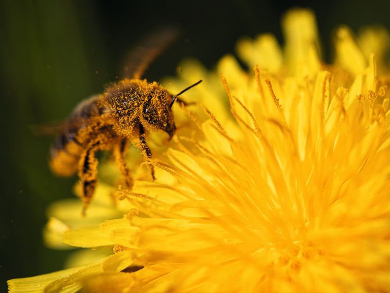 Gut Saunstorf Bienenstock