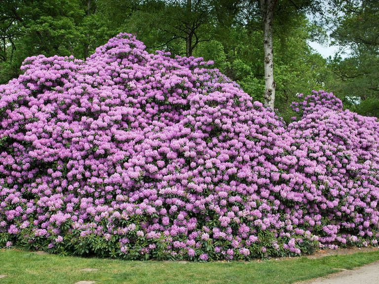 Ein Park für Bremens stolze Rhododendren: der Rhododendronpark Bremen. Rhododendronpark Bremen, Blütezeit