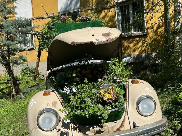 Auto mit offener Motorhaube, in der sich Pflanzen befinden