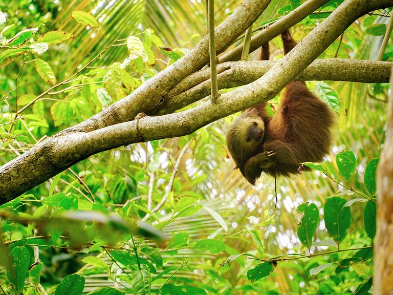 Costa Rica verzaubert mit seiner ursprünglichen Natur. Mit Glück können Reisende hier auch Faultiere in freier Wildnis sehen. Faultier im Regenwald von Costa Rica