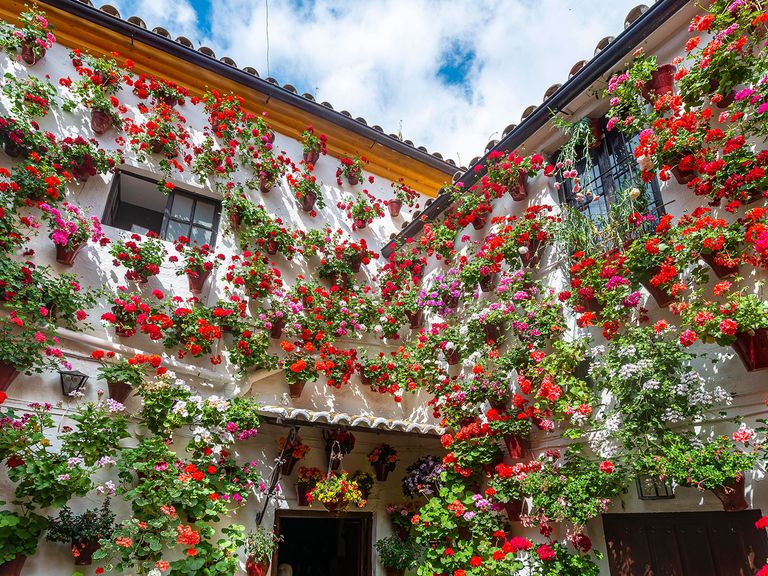 Töpfe mit roten Geranien in einem Innenhof von Córdoba