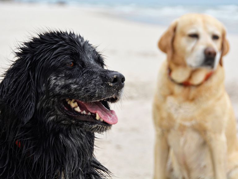 hund-urlaub-strand