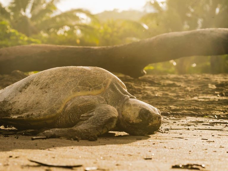 Gro&szlig; (Tortuga Lora Ostional 16)