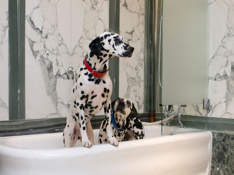 Hunde im Sheraton Grand London Park Lane, Gro&szlig;britannien