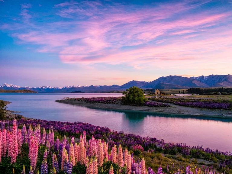 Lupinen am Lake Tekapo, Neuseeland