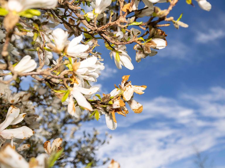 Blüte im Egapark Erfurt, Thüringen