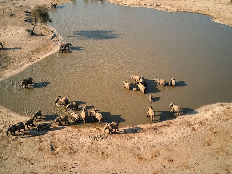 Bei einer Safari durch den Hwange-Nationalpark sind immer wieder Elefantenfamilien anzutreffen.  Elefanten an einem Wasserloch im Hwange-Nationalpark