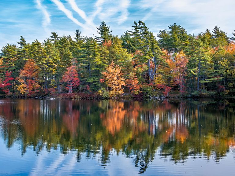 Indian Summer in Nova Scotia, Herbstwald
