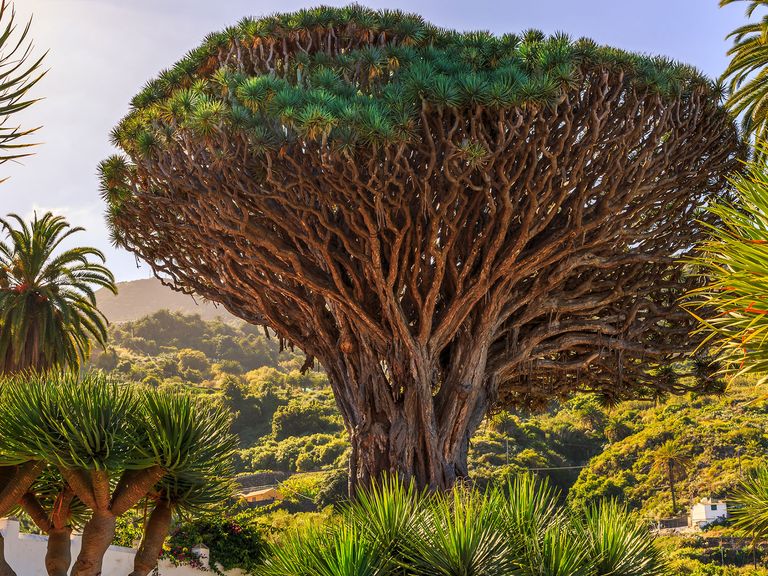 Um den Drachenbaum auf Teneriffa ranken sich viele Legenden. Drachenbaum auf der Kanarischen Insel Teneriffa