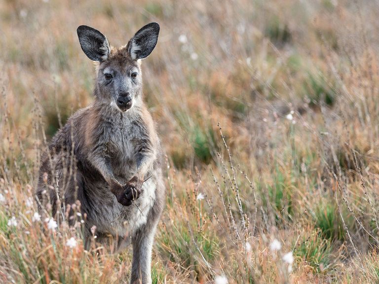 Ein Känguru in Südaustralien: keine Seltenheit. Känguru in Südaustralien