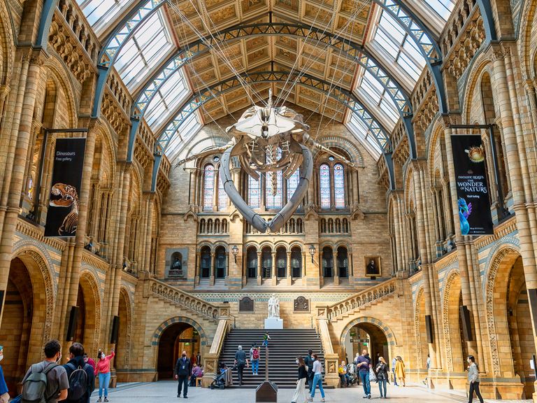Im National History Museum spazieren Besucher unter einem lebensgroßen Walskelett. National History Museum, London