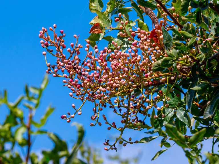 Pistazienbaum in Bronte (Sizilien), Nahaufnahme