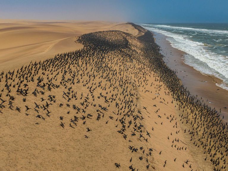 Kormorane in der Namib-W&uuml;ste im Iona-Nationalpark, Angola
