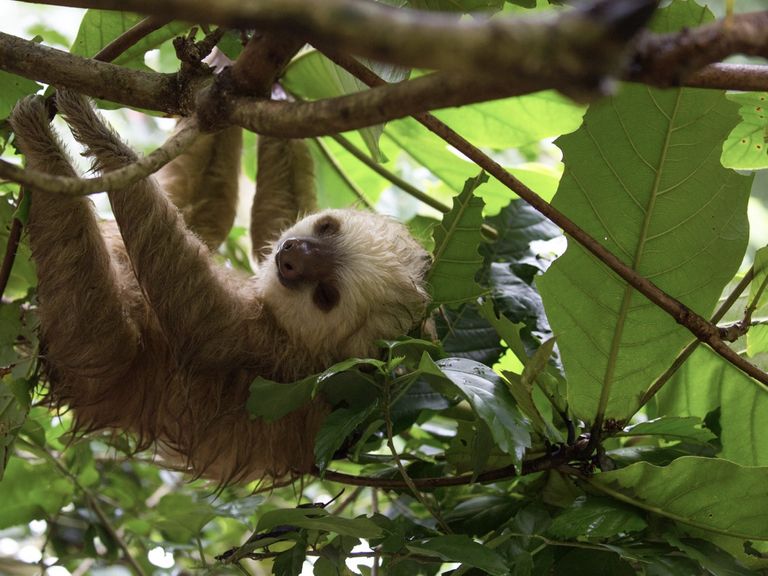 Groß (Copy of Sloth)