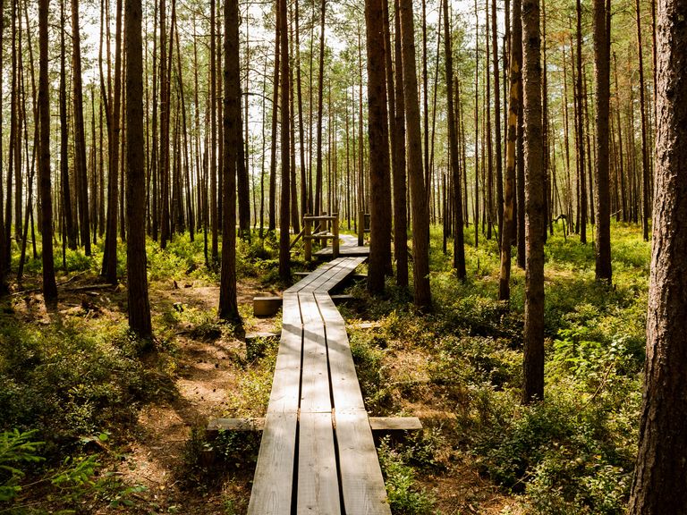 Wald und Holzpfad im Nationalpark Ķemeri, Lettland