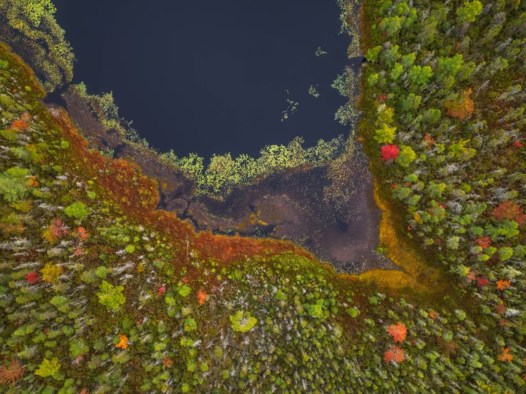 Wald im Herbst in Nova Scotia, Luftaufnahme