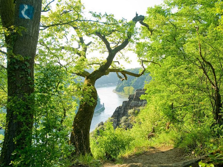 Rheinsteig Rheinsteig