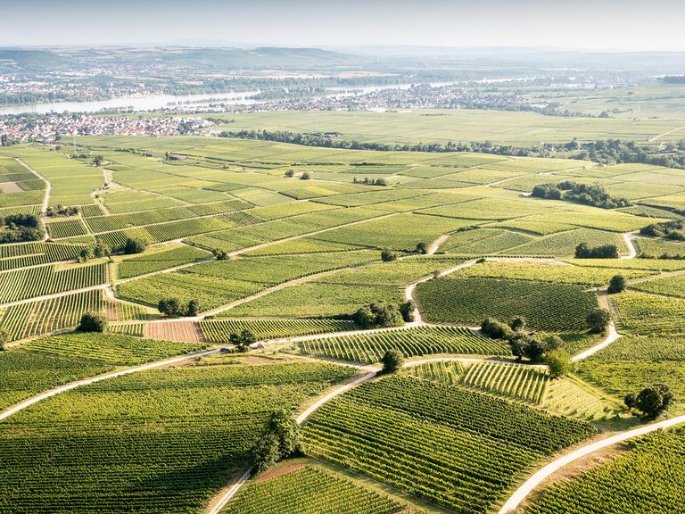 Weingüter-Rheingau