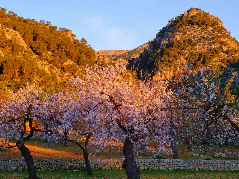 In der Serra de Tramuntana auf Mallorca blühen im Februar die Mandelbäume. Mandelbäume blühen bei Sonnenuntergang auf Mallorca