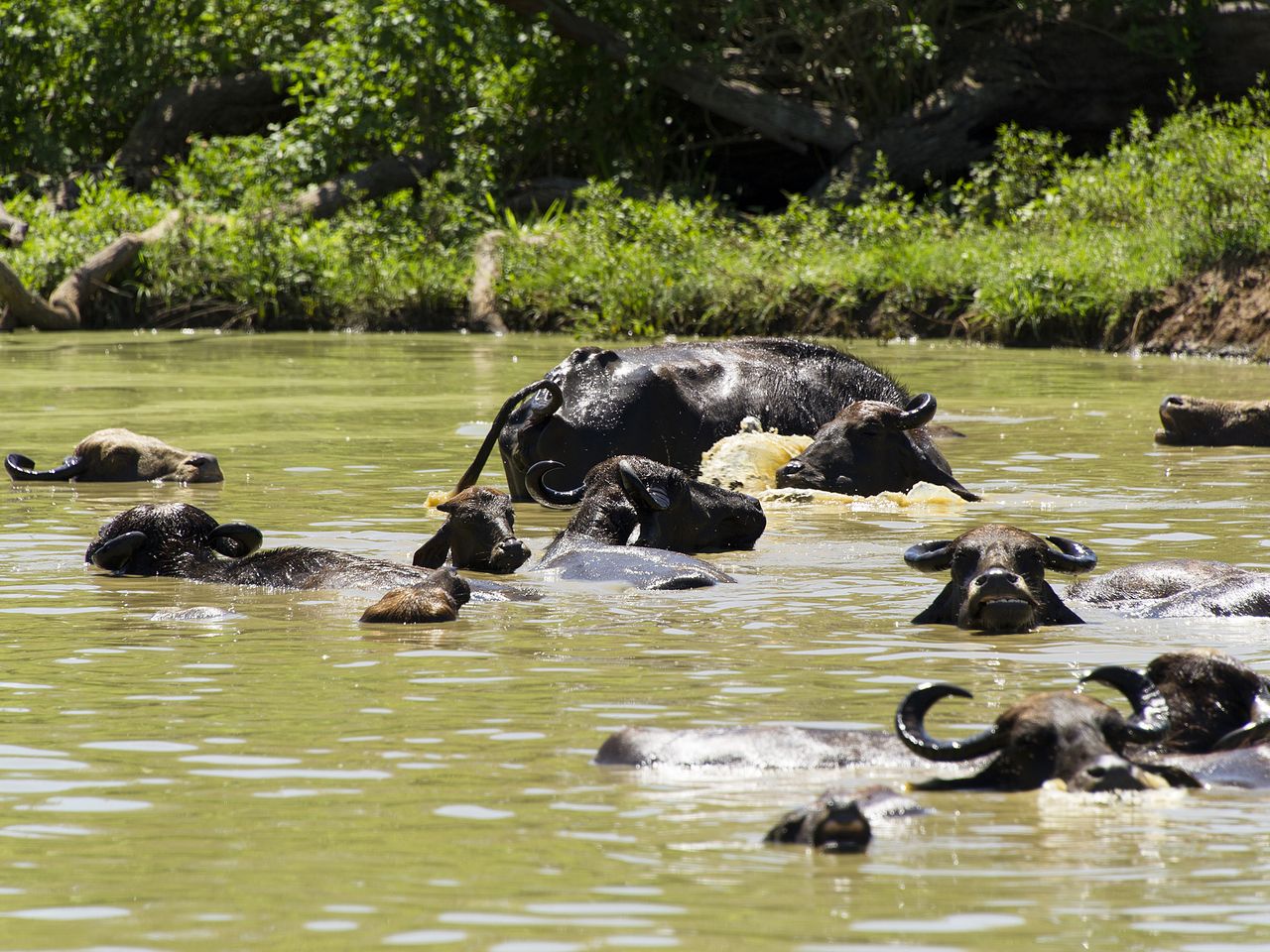 Sri Lanka, Yala-Nationalpark, Gnus