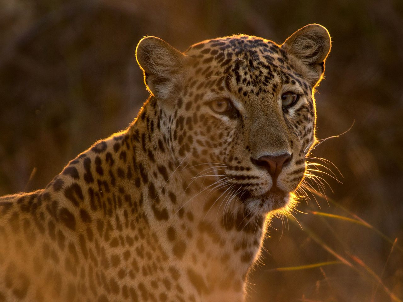 Leopard Nahaufnahme