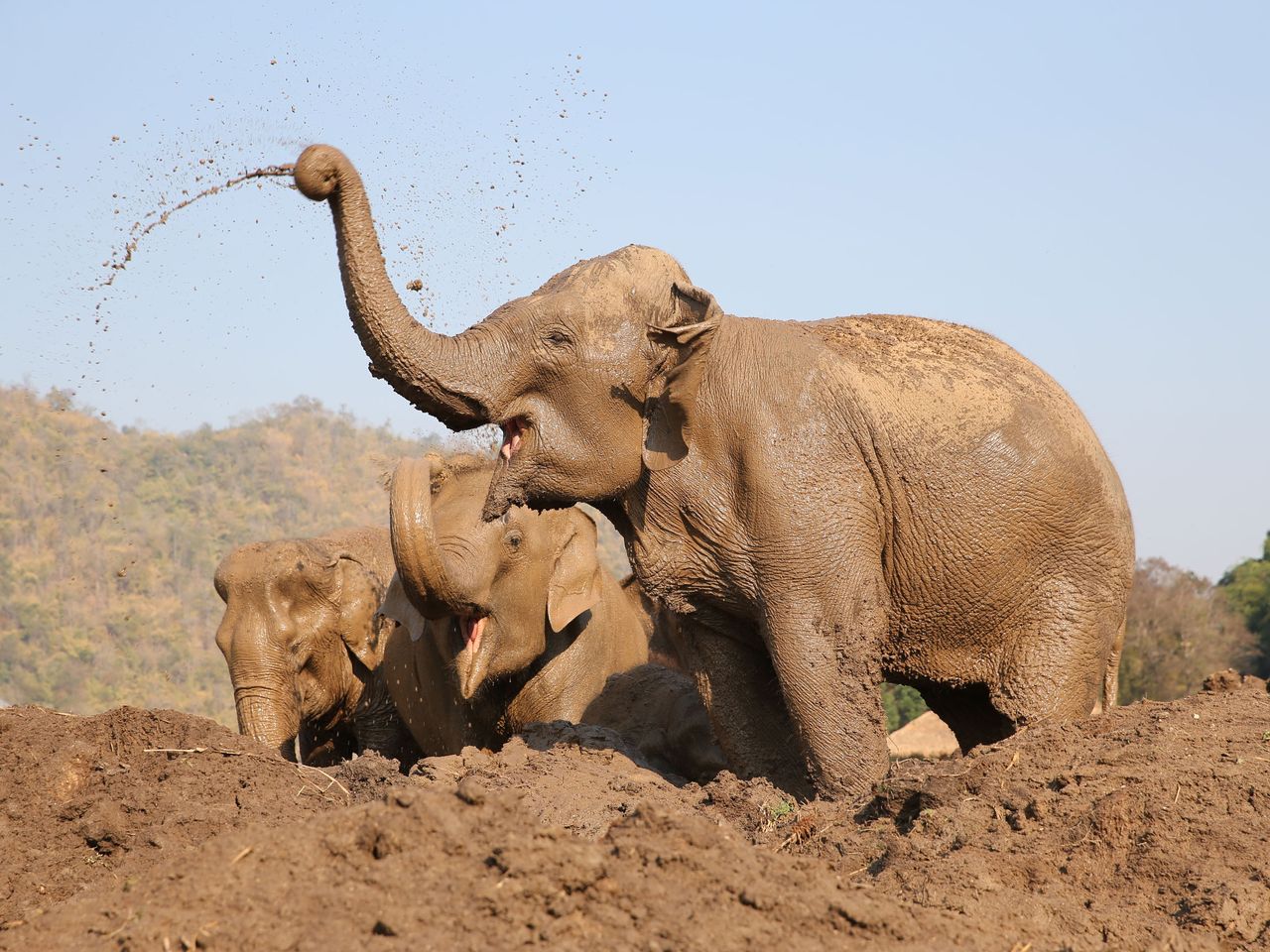 Elephant Nature Park, Thailan